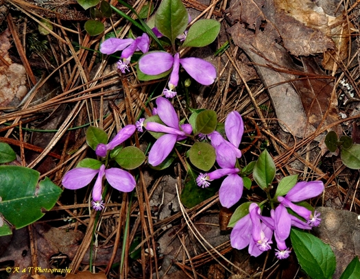 {Polygaloides paucifolia}